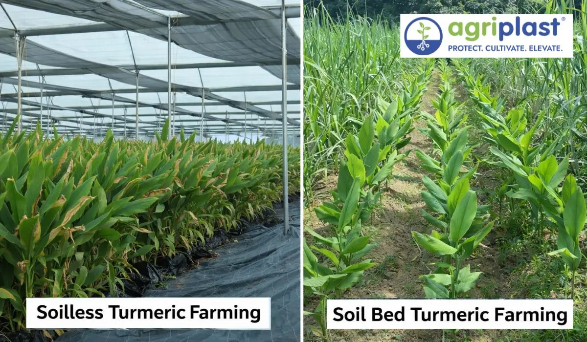Side-by-side comparison of soilless turmeric farming inside a polyhouse versus open soil bed turmeric farming in open field